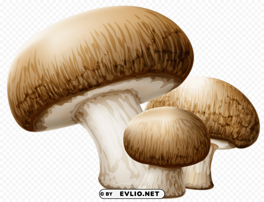 mushroomspicture Isolated Graphic in Transparent PNG Format