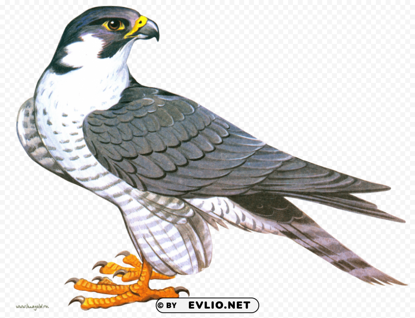 falcon PNG transparent graphics for projects png images background - Image ID e68d0733