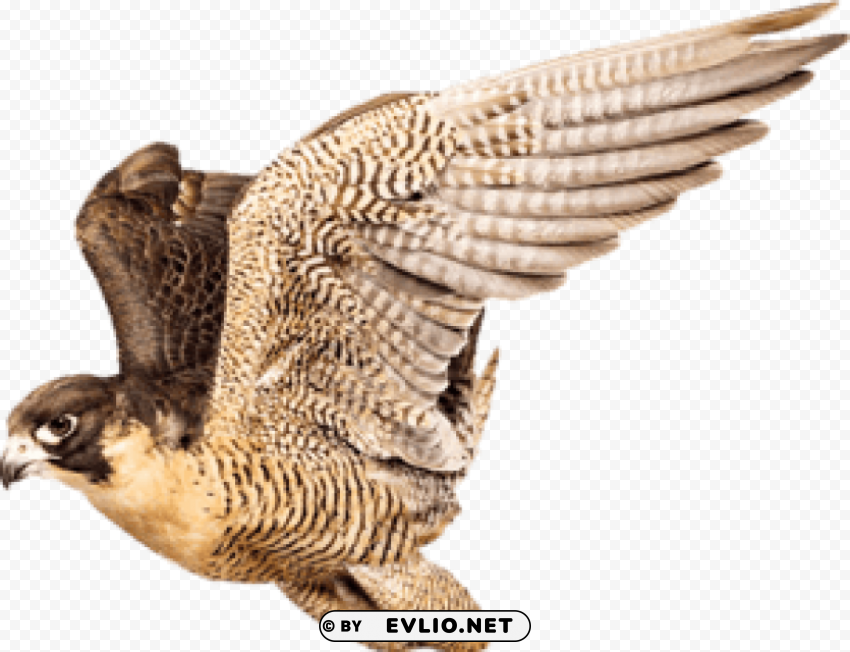 falcon PNG transparent pictures for editing