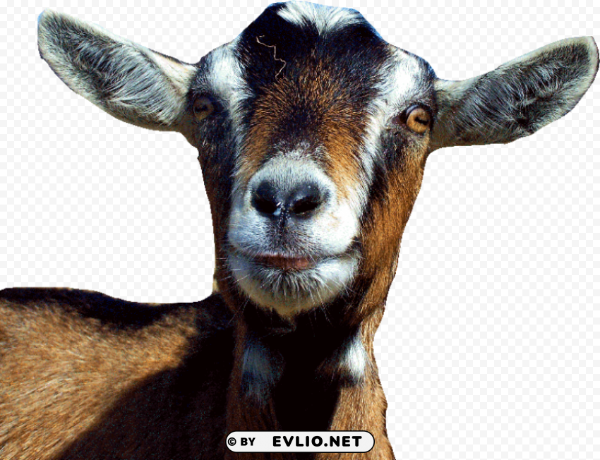 goat s Transparent PNG image free