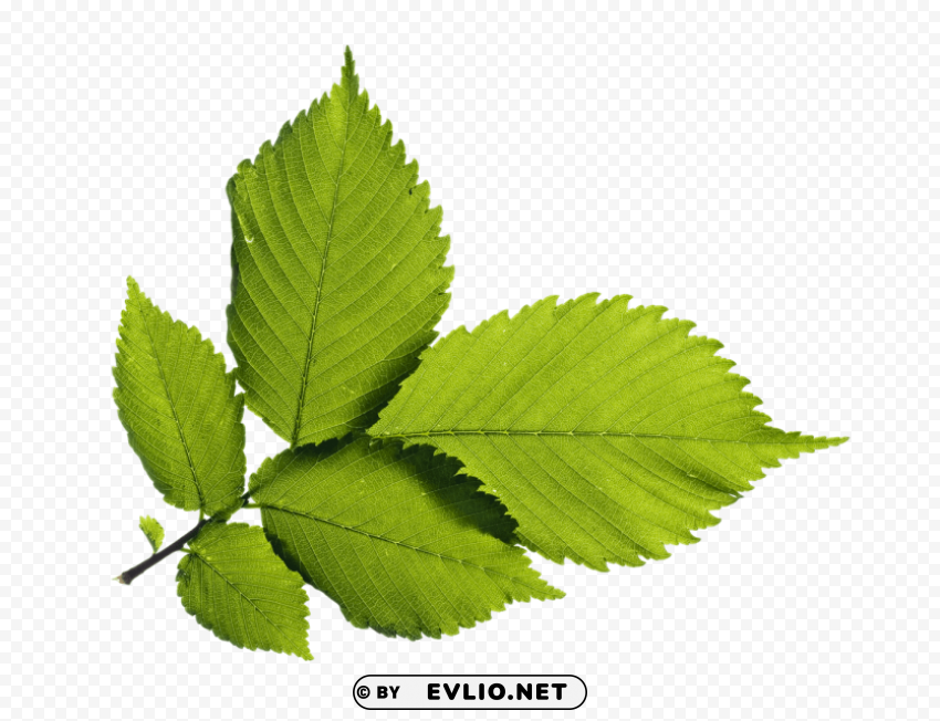 green leafs PNG for digital art