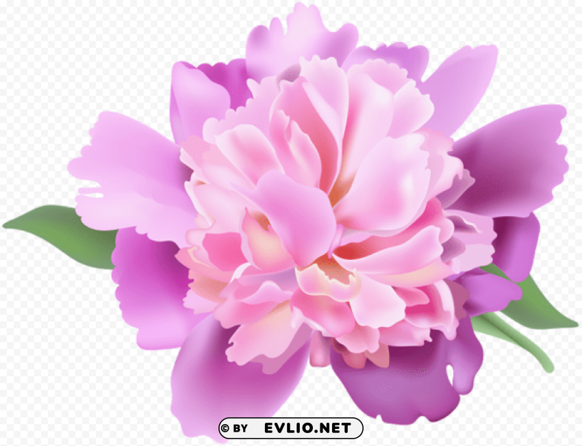 peony Free PNG images with transparent layers diverse compilation