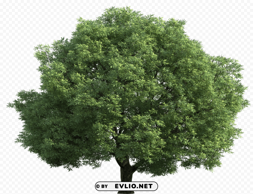 realistic green tree PNG Graphic with Isolated Design