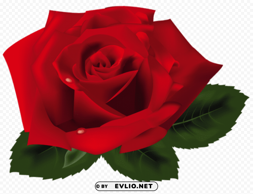 red rose Isolated Illustration in HighQuality Transparent PNG