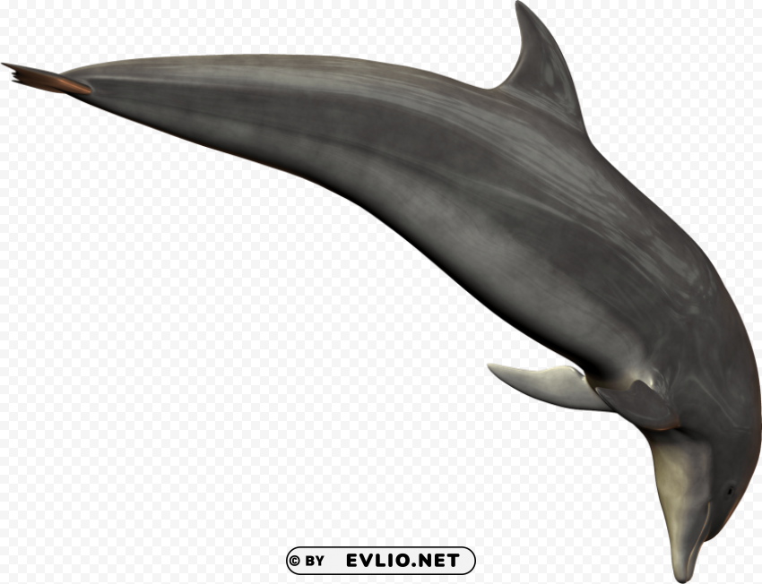 silver bottlenose dolphin jumping Isolated Item with Clear Background PNG
