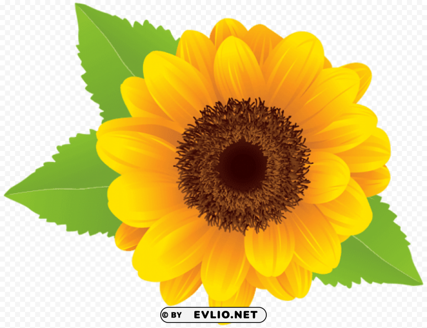 sunflower Transparent PNG images with high resolution