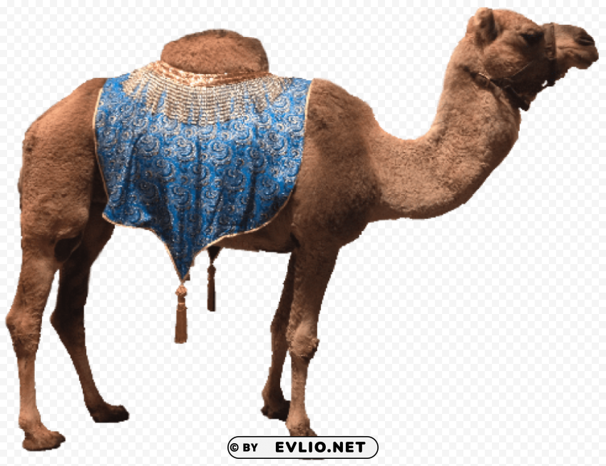 camel Isolated Object on Clear Background PNG