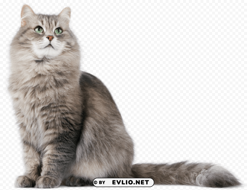 Cat PNG Transparent Elements Package