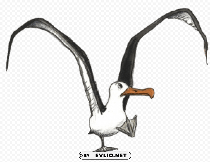 Albatross Drawing PNG Image With Transparent Isolation