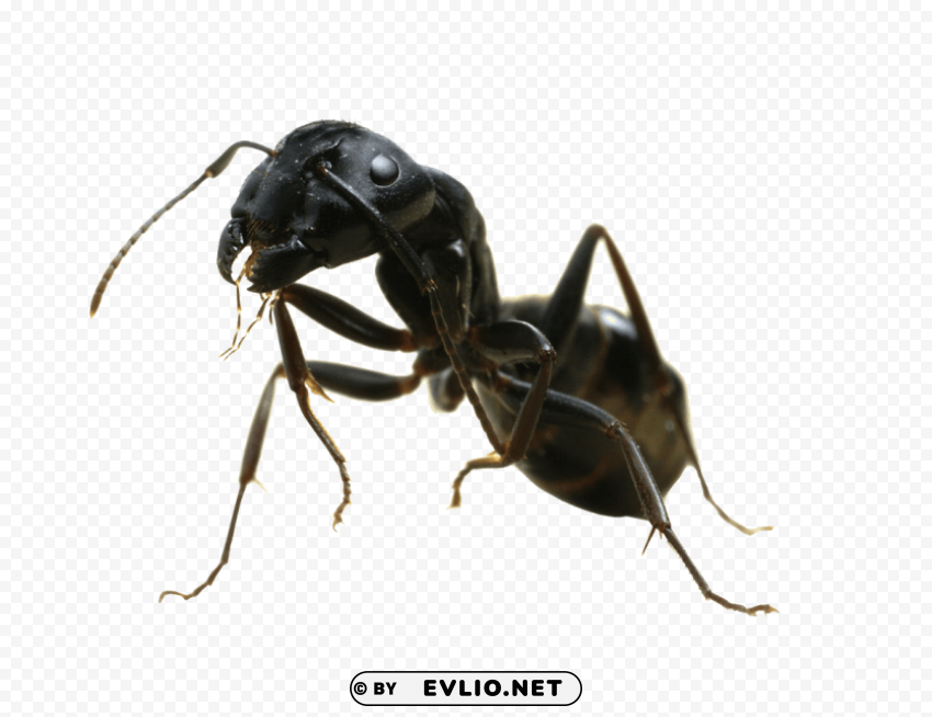 ant sideview PNG with transparent bg