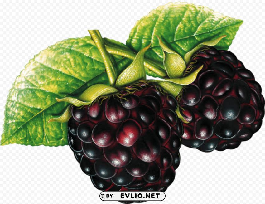 blackberry Transparent PNG Isolated Subject