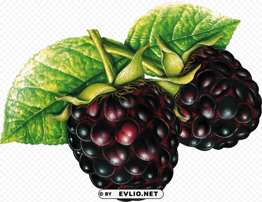 blackberrys PNG with Clear Isolation on Transparent Background