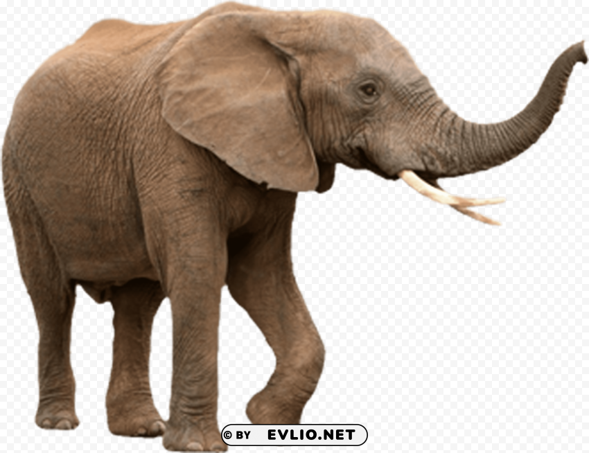 elephant Clean Background Isolated PNG Art