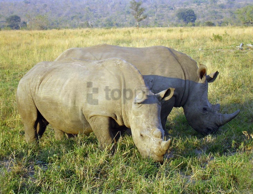 field food grass rhinoceroses wallpaper Clear PNG graphics