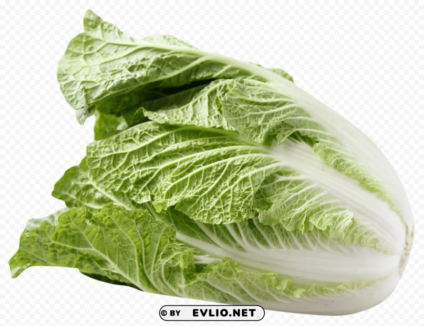 Napa Cabbage High-resolution Transparent PNG Images Assortment