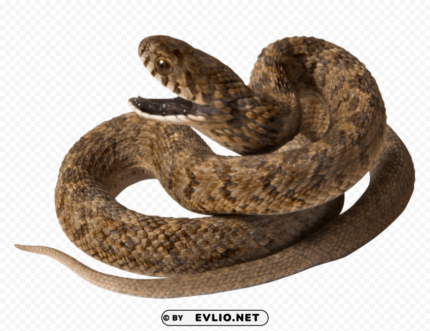 snake with opened mouth PNG files with no background assortment