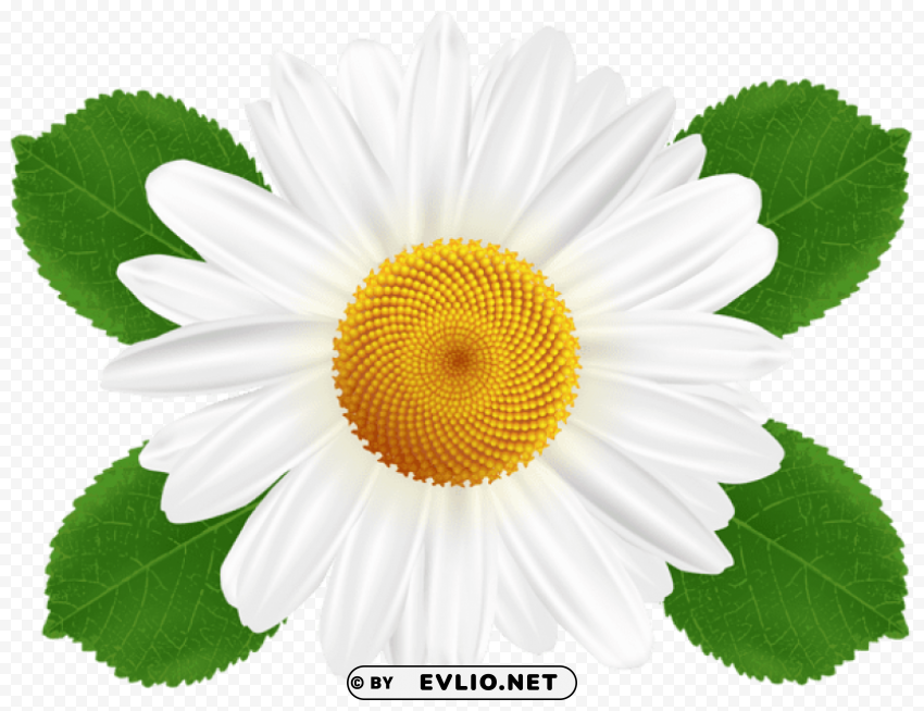 white daisy Clean Background Isolated PNG Design