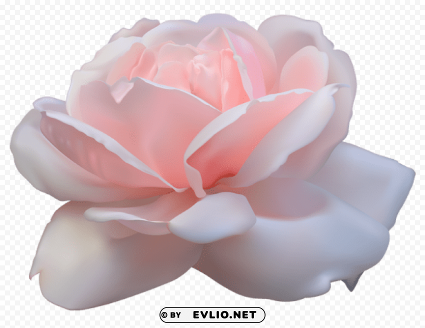 beautiful pink rose PNG transparent designs for projects