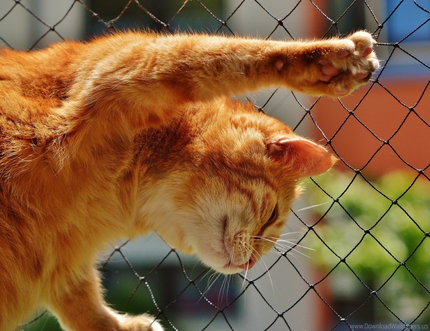 cat climbing mesh red wallpaper PNG with transparent overlay