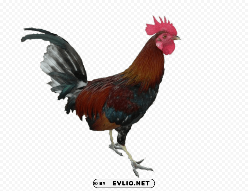 cock ClearCut Background PNG Isolated Item