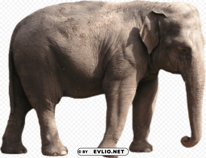 elephant PNG images with no background comprehensive set
