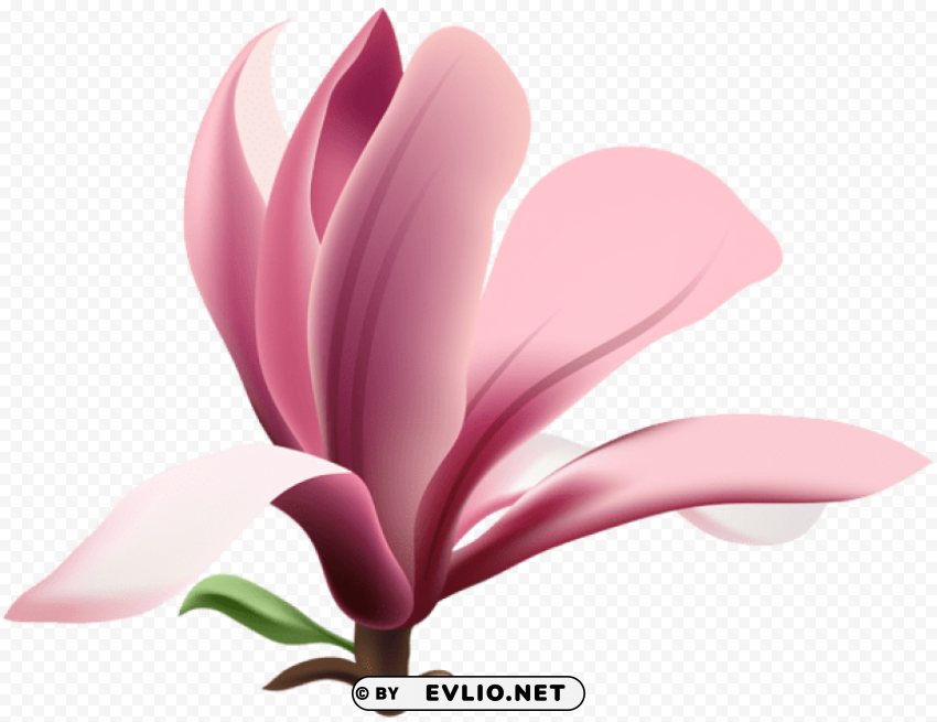 magnolia PNG transparent elements compilation