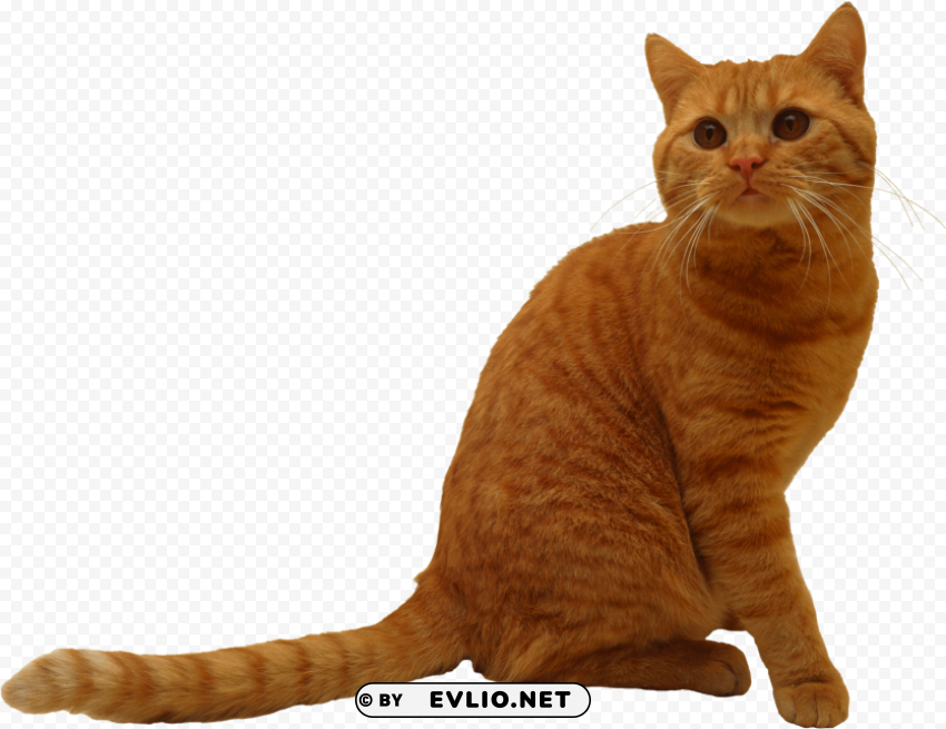 sitting cat PNG high resolution free
