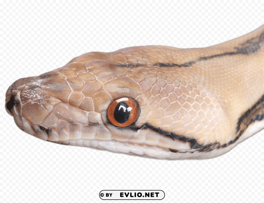 snake head close up PNG files with no background wide assortment