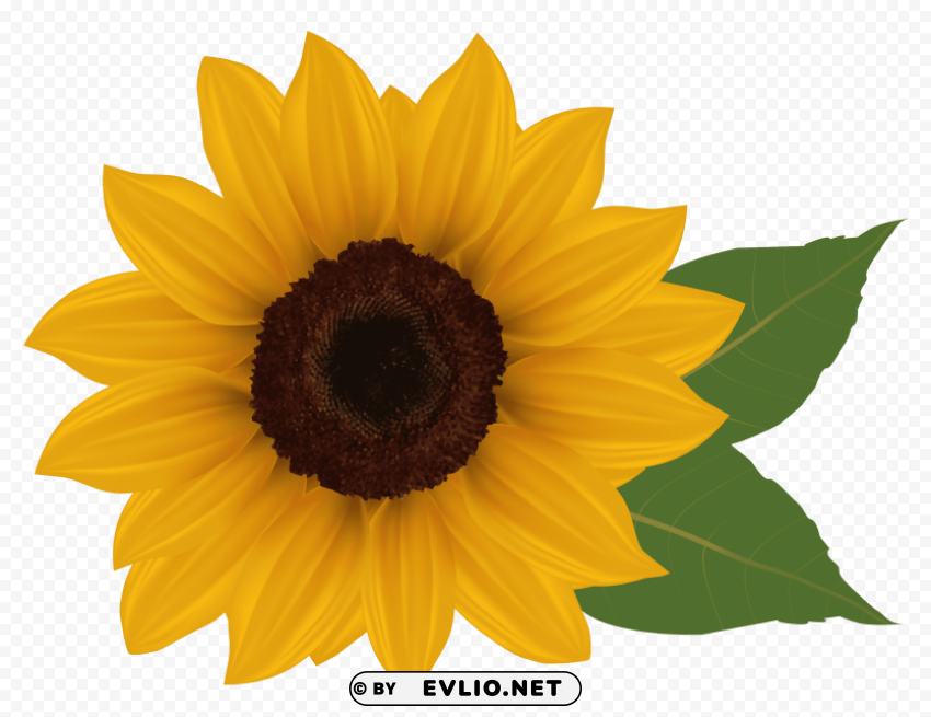 sunflower PNG Image with Isolated Icon
