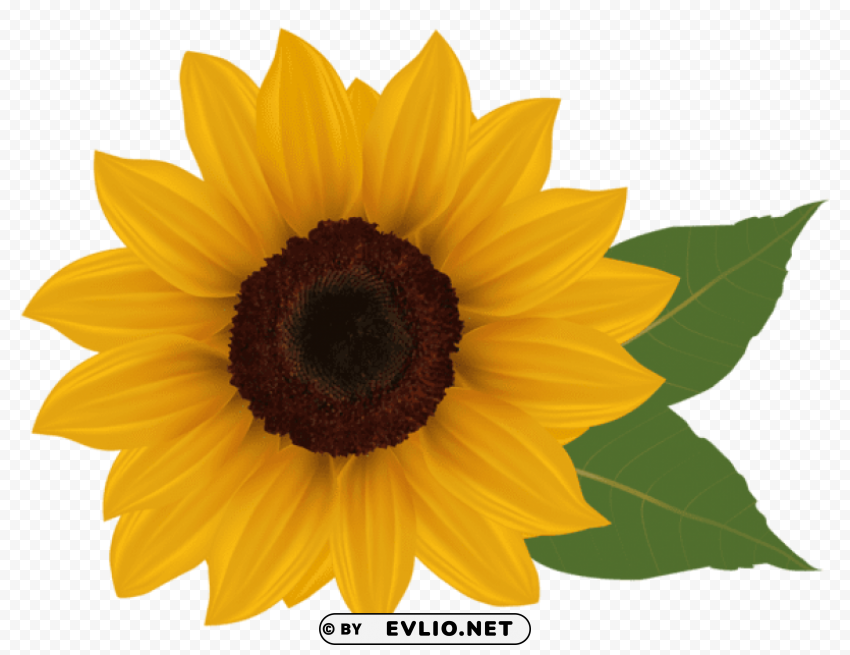 PNG image of sunflowerpicture Clean Background Isolated PNG Character with a clear background - Image ID 0c357f8a