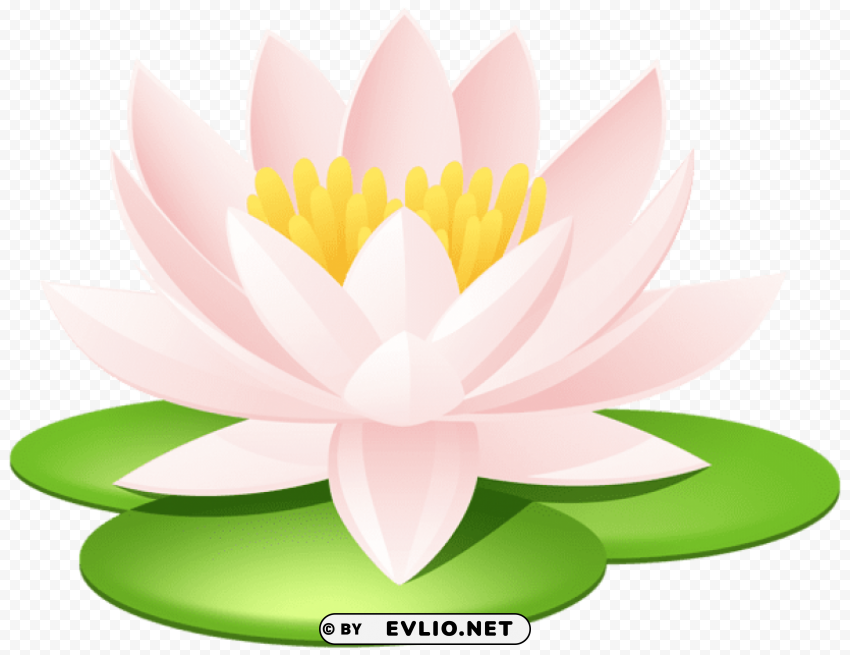 water lily PNG files with transparency