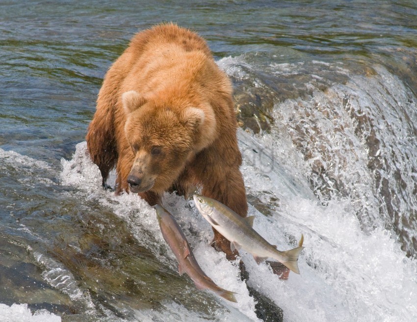 bear fish fishing river water wallpaper PNG images with alpha transparency bulk