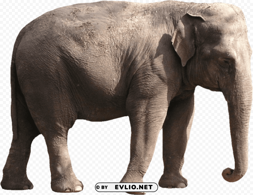 elephant free s Clean Background Isolated PNG Graphic