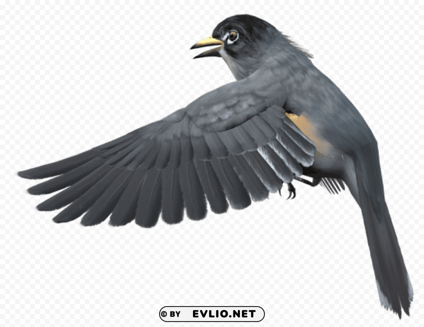 grey bird free High-resolution transparent PNG images assortment