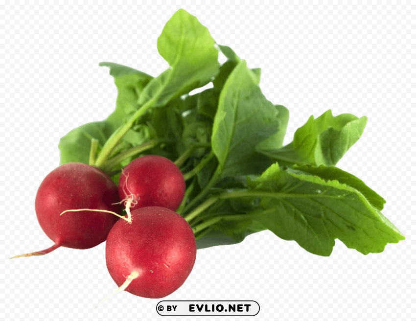 radish Isolated Subject with Clear Transparent PNG