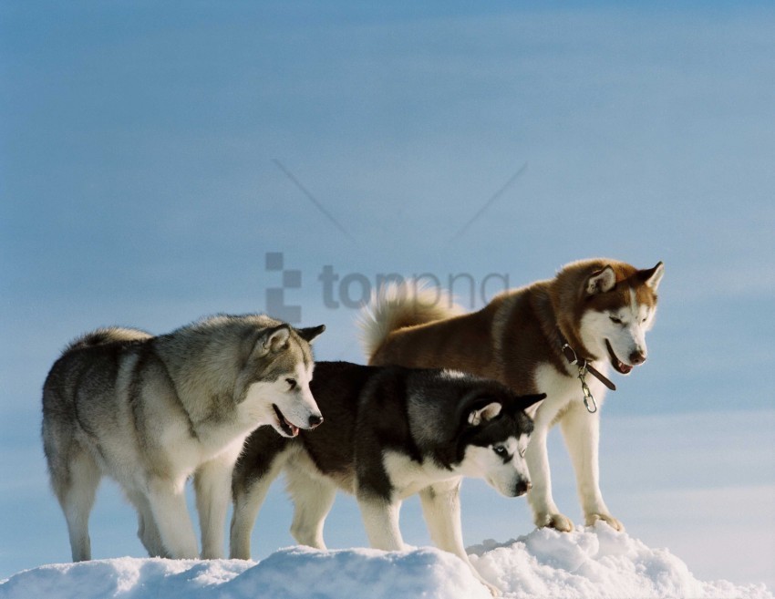 breed color dog husky snow walk wallpaper High-resolution PNG images with transparent background