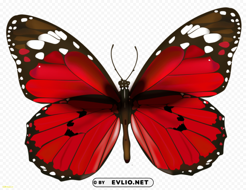 butterfly Isolated PNG on Transparent Background