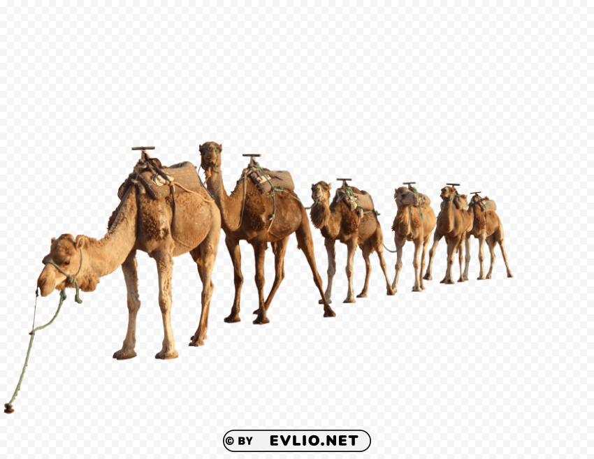 camel group PNG graphics with clear alpha channel selection