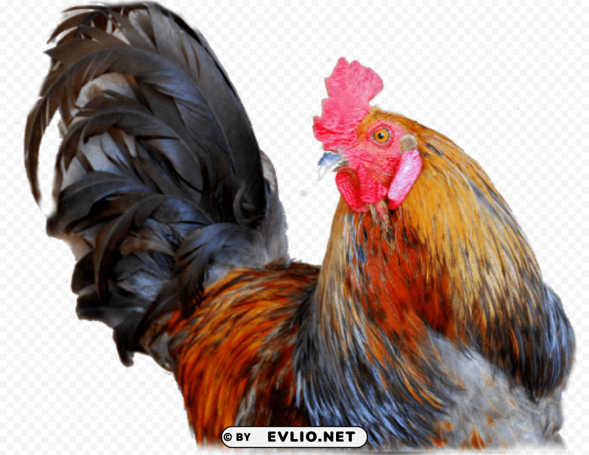 cock Free download PNG with alpha channel