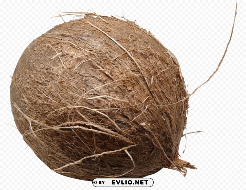 Coconut Isolated Graphic on Clear PNG