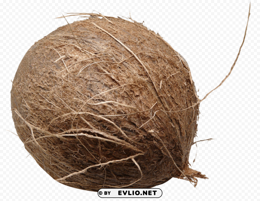coconut Isolated Graphic Element in Transparent PNG