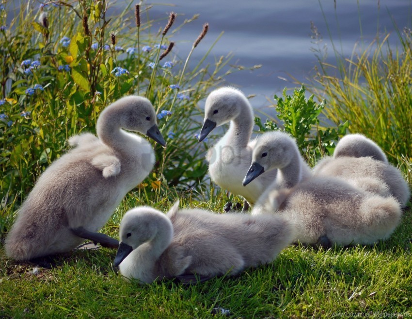 ducks family flock grass swans wallpaper PNG transparent photos extensive collection