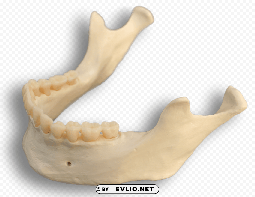 mandible bone PNG photos with clear backgrounds