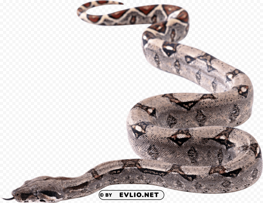 snake twirling Isolated Subject in Clear Transparent PNG