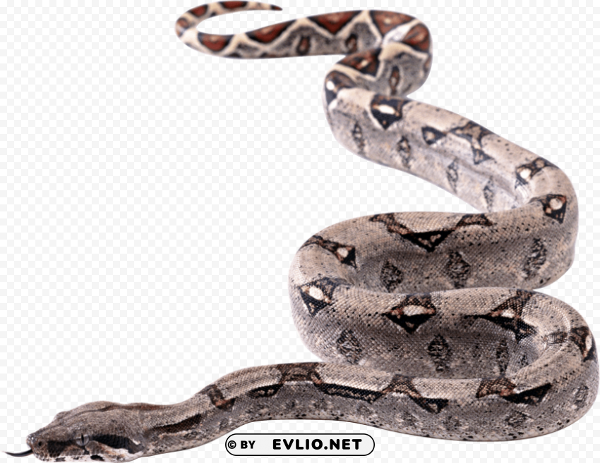 Snake Twirling Isolated Subject In Transparent PNG