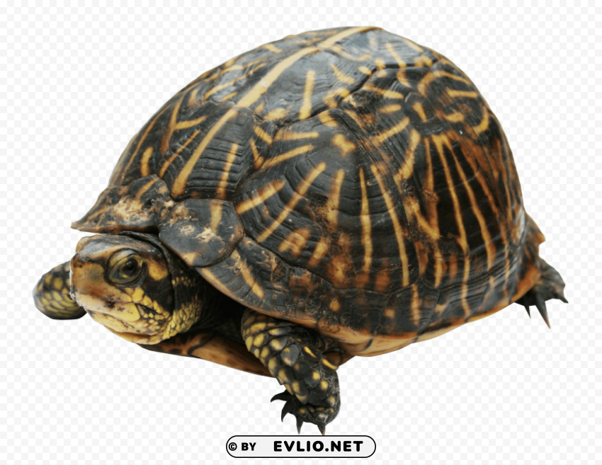 turtle HighQuality Transparent PNG Isolated Graphic Design