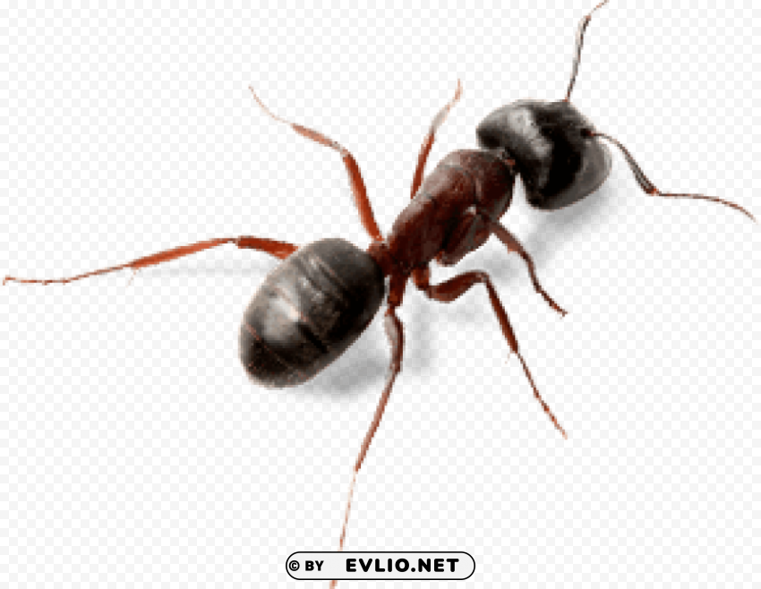 ant top view PNG with no bg