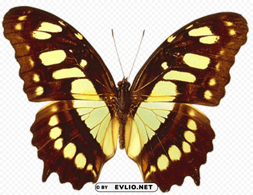 brown and yellow real butterfly Transparent PNG Isolated Graphic Detail