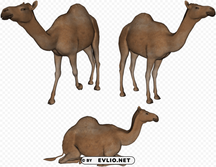 camel Isolated Subject in Transparent PNG Format