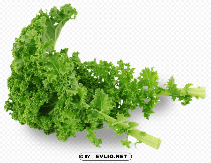 kale Transparent Background Isolation in HighQuality PNG